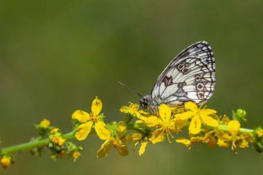 Mermer Beyaz Kelebek - Melanargia Galaksisi, yeşil yapraklar içinde kanatlı duruşu harika.