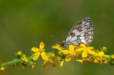 Marbled White Butterfly - Melanargia galathea,T he winged pose in green leaves is wonderful clipart