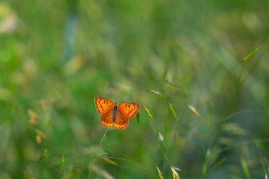 orange little butterfly on leaf, Lesser Fiery Copper, Lycaena thersamon clipart