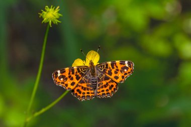 map butterfly feeding on flower, European Map, Araschnia levana clipart