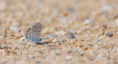 Mavi Kelebek, Doğu Baton Blue, Pseudophilotes vicrama