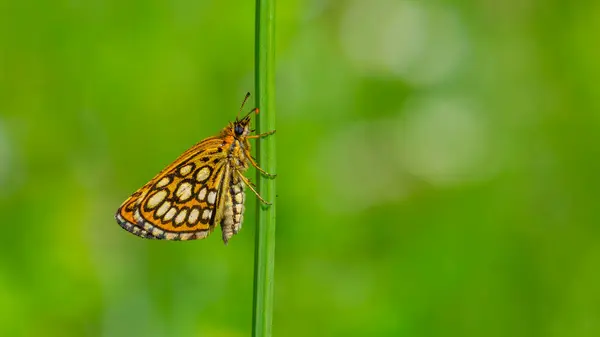 stock image green background and dotted small butterfly holding on a green branch, Large Chequered Skipper, Heteropterus morpheus