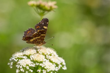 Çiçeklerle beslenen harita kelebeği, Avrupa haritası, Araschnia levana