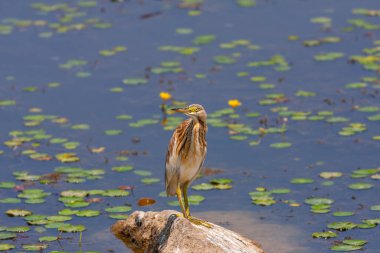 Kuş taşın etrafını gözetliyor, Squacco Heron, Ardeola ralloides