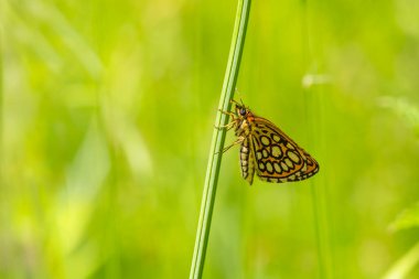 green background and dotted small butterfly holding on a green branch, Large Chequered Skipper, Heteropterus morpheus clipart