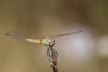 a anisoptera dragonfly sits on a stalk in a meadow