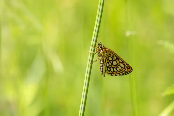 stock image green background and dotted small butterfly holding on a green branch, Large Chequered Skipper, Heteropterus morpheus