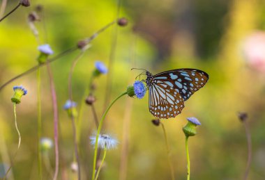 large butterfly feeding on a small blue flower, Tirumala limniace clipart