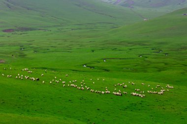 Ordu, Türkiye 'deki Persembe Platosu' nda dağlar ve bulutlarla dolambaçlı akarsu