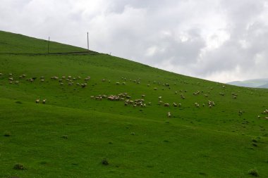 Ordu, Türkiye 'deki Persembe Platosu' nda dağlar ve bulutlarla dolambaçlı akarsu