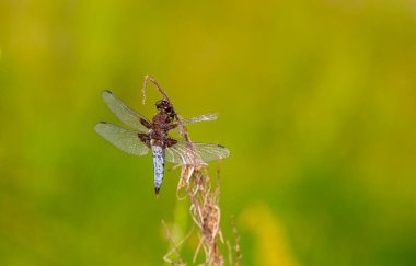 a anisoptera dragonfly sits on a stalk in a meadow