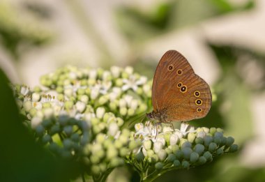 big brown butterfly on white flowers, Ringlet, Aphantopus hyperantus clipart