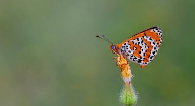 kızılımsı orta boy siyah benekli kelebek, Melitaea didyma