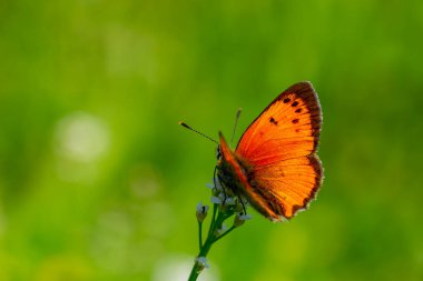 Yanan kanatlı minik kelebek, Lycaena Ottomanus