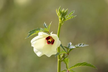 Okra flower and okra in the okra garden clipart