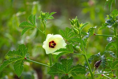Bamya çiçeği ve bamya bahçesi