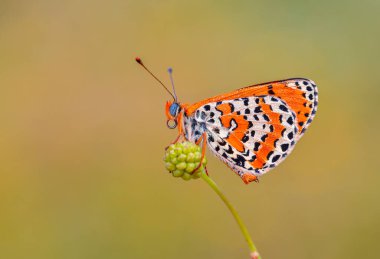 kızılımsı orta boy siyah benekli kelebek, Melitaea didyma