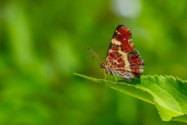 map butterfly feeding on flower, European Map, Araschnia levana clipart