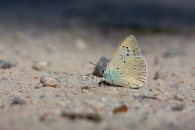 Yerden mineraller toplayan mavi kelebek, Polyommatus daphnis