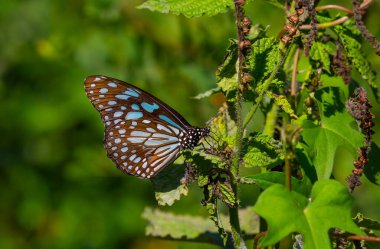 large butterfly feeding on a small blue flower, Tirumala limniace clipart