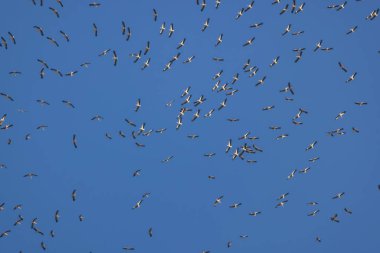 Göç rotasındaki leylekler havada süzülüyor.