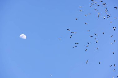 migrating storks and the moon clipart