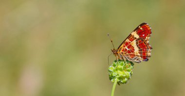 Çiçeklerle beslenen harita kelebeği, Avrupa haritası, Araschnia levana