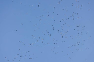 Göç rotasındaki leylekler havada süzülüyor.