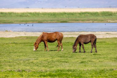 Vahşi atlar (Türkçe; Ylk Atlar) Edirne Şehri, Türkiye