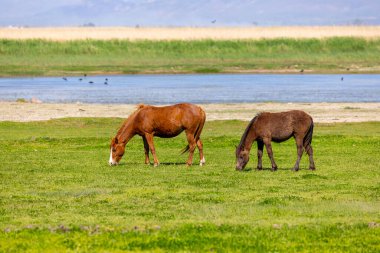 Wild horses ( Turkish; Ylk Atlar ) Edirne City, Turkey clipart