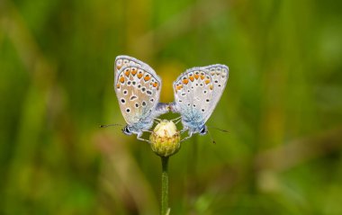 Polyommatus icarus, papatyada küçük çifte kelebek. 