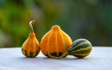 Yeşil arka planı olan küçük süslü balkabakları