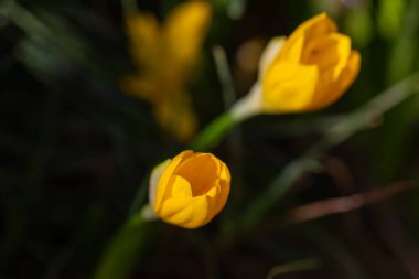 Beautiful yellow spring crocuses in the garden. Floral spring background with yellow crocus flowers. clipart