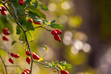 Dallarda kırmızı gül üzümü. Gülüzümlü romantik sonbahar hayatı. Kırışık güllük gülistanlık böğürtlenleri sonbaharda bir çalılıkta. Hawthorn meyveleri...