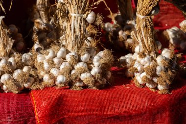 organik taze kurutulmuş olgun ünlü Kastamonu Taskopru sarımsağı