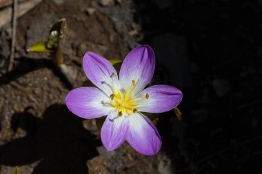 Mor krokus çiçekleri Colchicum kurdicum, puschkinia scilloides. Autumn Crocus ya da Meadow Saffron olarak da bilinir..