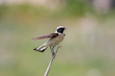 Western black-eared wheatear - Oenanthe hispanica - at your innkeeper clipart