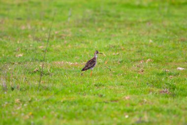 Savaşçı kuş çimenlerde yürüyor, Calidris pugnax