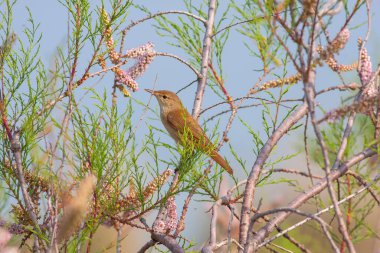 A European Reed Warbler (Acrocephalus Scirpaceus) singing among pink tree branches clipart