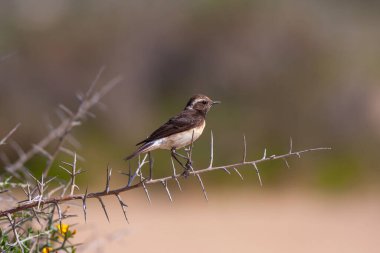 Kıbrıs kuyrukkakan (Oenanthe cypriaca) dalı yeşil arka plana sahip. Bu kuş endemik olduğu Kıbrıs'a.