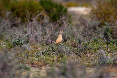 Krem rengi Adiyat (Cursorius imleç) sahil üzerinde Kum Çölü'nde