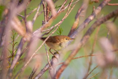 Avrupalı bir Reed Warbler (Acrocephalus Scirpaceus) pembe ağaç dalları arasında şarkı söyler