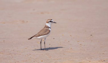 Türkiye 'nin doğasında Charadrius dubius (küçük halkalı yağmurluk) mevzilendirmesi