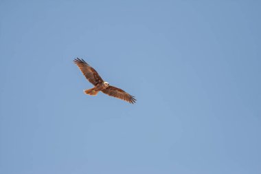 Uçan kuş. Renkli gökyüzü arkaplanı. Western Marsh Harrier 'da. Circus aeruginosus.
