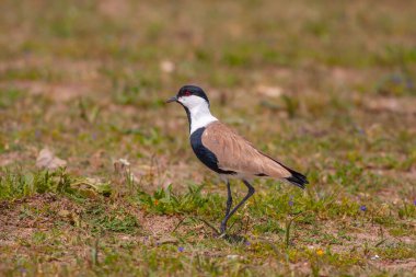 Doğal ortamında büyük kuş yemi, Vanellus spinosus, kanatlı kanatlı kanat.