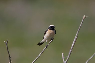 Batılı siyah kulaklı buğday sakalı - Oenan Hispanika - hancınızda