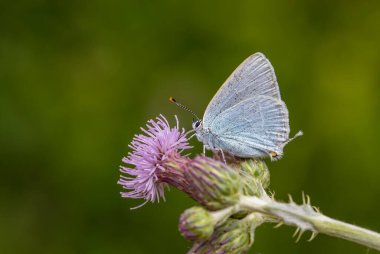 butterfly in blue tones on pink flower, Satyrium myrtale clipart