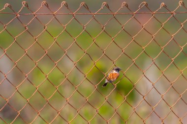 little bird looking around inside the wires, European Stonechat, Saxicola rubicola