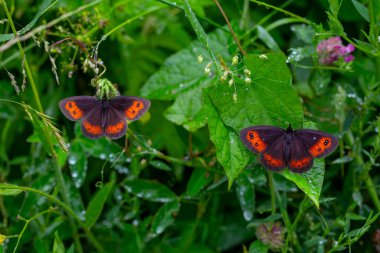 beautiful brunette Scottish ; erebia aethiops clipart