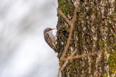 Certhia brachydactyla Short-toed Treecreeper climbing on a dead tree trunk in a forest in Turkey clipart